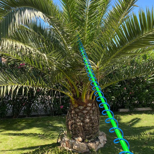Poda de palmeras en Moraira
