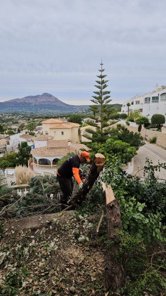 Servicio de podas para palmeras en Moraira, Jávea y alrededores