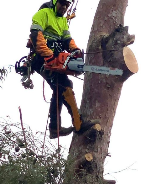 Presupuesto para eliminación de hojas secas y dañadas en palmeras