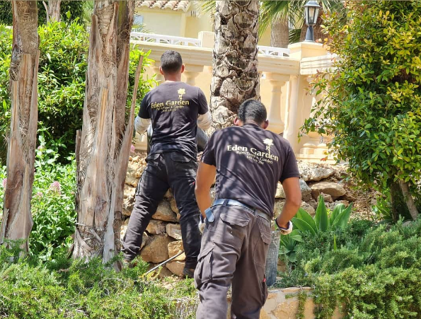 Podas en altura en Moraira