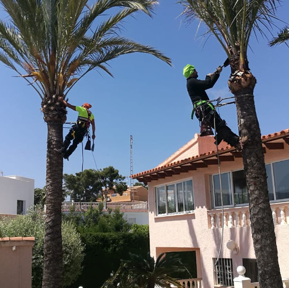 Especialistas en podas de árboles en altura en Moraira, Benidorm y alrededores
